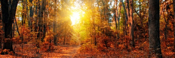 fall-in-the-forrest-670x224